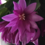 2008-03-21_easter_cactus_bloom