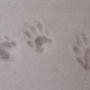 2008-03-04_003_raccoon_prints