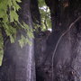 2007-06-18_young_raccoons