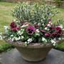 Hebe x'Franciscana',Matrix 'Sunrise'+Bacopa'Gulliver White' (Phormium New Zealand Flax)