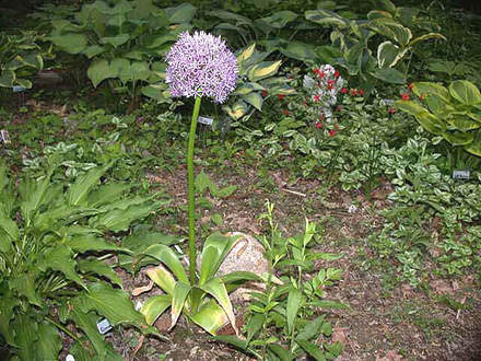 Allium Globemaster (Allium Globemaster)