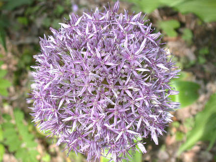 Allium Globemaster Close (Allium Globemaster)