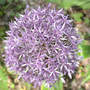 Alium_globemaster_5-19-05_exc_sm