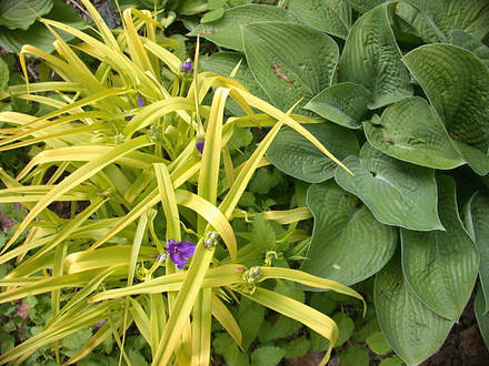 Spiderwort Golden Blue Hosta Paradigm (Tradescantia Golden Blue)