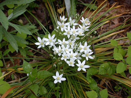 Star-of-Bethlehem (Ornithogalum umbellatum (Leche De Gallina))