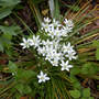 Star_of_bethlehem_4-14-05_good_sm