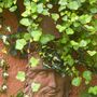 Garden_pics_037