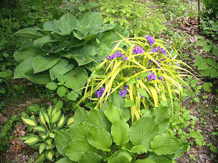 Spiderwort Golden Blue with Hostas (Tradescantia Golden Blue)
