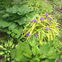 Spiderwort_golden_blue_w_hostas_5-30-05