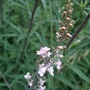 Linaria purpurea 'Canon Went' (Linaria purpurea 'Canon Went')