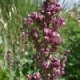 Salvia nemorosa 'Plumosa' (Salvia nemorosa 'Plumosa')