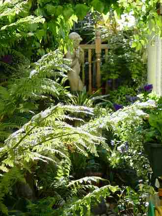 Ferns in the woodland garden. (Dicksonia antarctica (Soft tree fern))