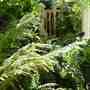 Ferns in the woodland garden. (Dicksonia antarctica (Soft tree fern))