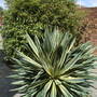 Yucca/Black bamboo (Yucca variegata/Phyllostachys nigra)