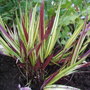 Hakonechloa macra (Hakonechloa)
