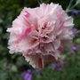 Dianthus 'Bailey's Celebrations' (Dianthus)