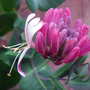 Honeysuckle (Lonicera brownii 'Dropmore Scarlet')