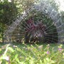 spiders pictures