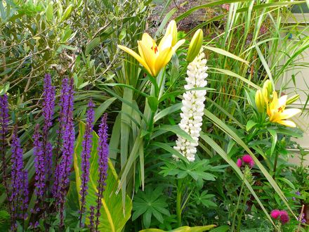 View of part of the exotic garden- Summer 2007.