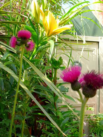 View of part of the exotic garden- Summer 2007.