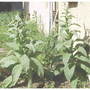 Verbascum olympicum (Greek Mullein)