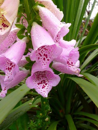 Digitalis in the Exotic garden (Digitalis purpurea (Common foxglove))