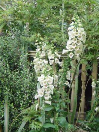 Cream digitalis growing under the Acer palmatum.