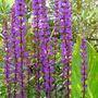 Image046