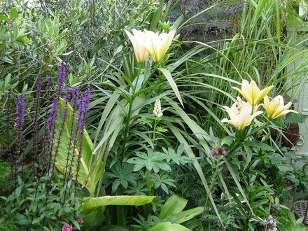 Part of the exotic garden