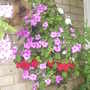 Busy Lizzies in pouch on balcony 2007-07-25 (Impatiens walleriana)