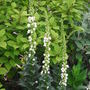 Verbascum chaixii ' Album' - 2009 (Verbascum chaixii 'Album')