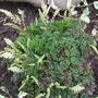 Aruncus_aethusifolius___noble_spirit_