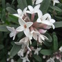 Daphne x transatlantica 'Eternal Fragrance' (Daphne x transatlantica 'Eternal Fragrance')