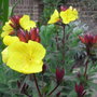 Oenothera fruticosa 'Fyrverken' - 2009 (Oenothera fruticosa 'Fyrverken')