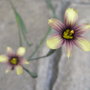 Sisyrinchium__biscuitella__-_2009