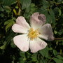 Wild rose at the back of my garden