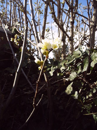 backgarden_spring_plum__2008_015.jpg