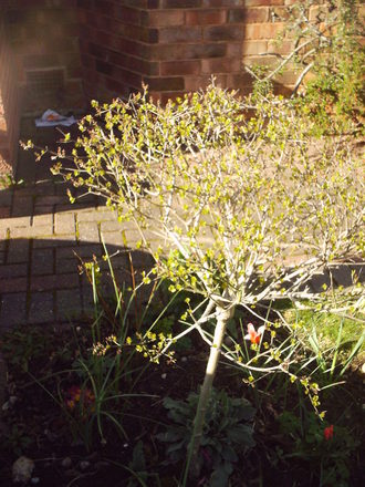 front_garden__standard_lilac_spring_2008_058.jpg