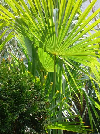 Chasun palm in the garden.March 2008. (Trachycarpus fortunei (Chusan palm))