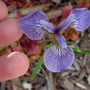 Dwarf Arctic Iris (Iris setosa var arctica)
