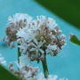 Happy Plant flower up close - Dracaena fragrans 'Massangeana' (Dracaena fragrans 'Massangeana')