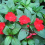 New Guinea Impatiens (Impatiens hawkeri (New Guinea impatiens))
