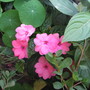 Another New Guinea Impatiens (Impatiens hawkeri (New Guinea impatiens))