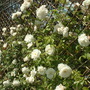 Flowers_13.06.09_020.jpg