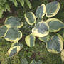Snow_cap_6-16-05