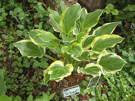 Hosta So Sweet  (Hosta So Sweet)