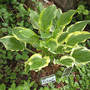 Hosta_so_sweet_6-02-02_med