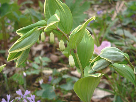 Variegated Smooth Solomon's Seal (Polygonatum odoratum 