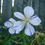 Geranium Splish Splash
