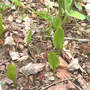 Adder_s_tongue_fern_7_patch_4-26-07_sm